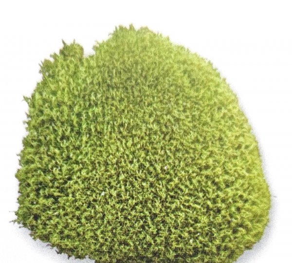 藓类植物有根茎叶吗