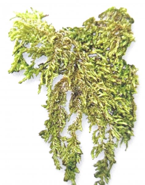 藓类植物有根茎叶吗