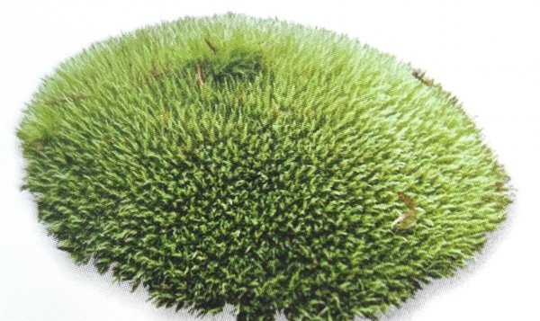 藓类植物有根茎叶吗