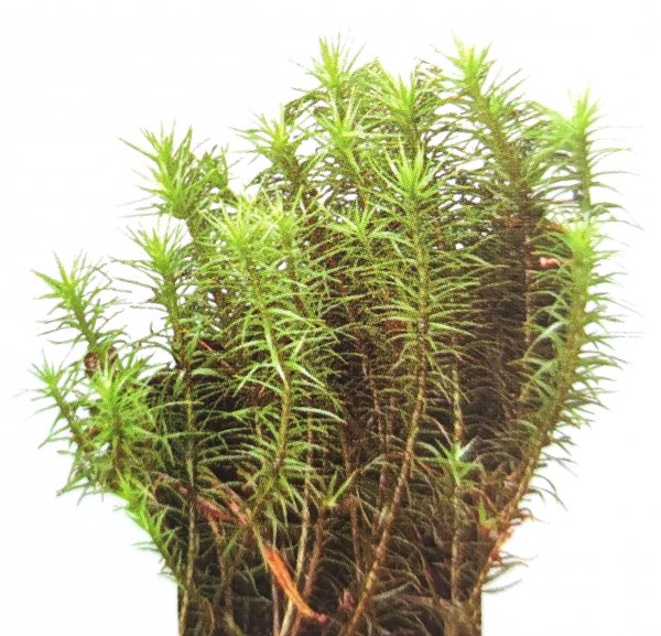 藓类植物有根茎叶吗