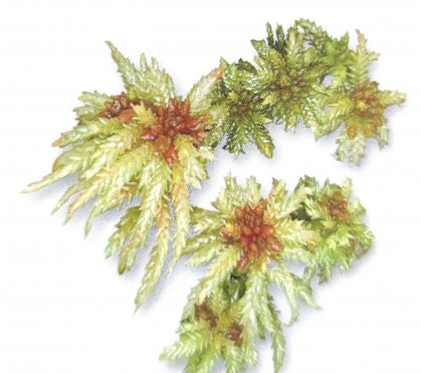 藓类植物有根茎叶吗