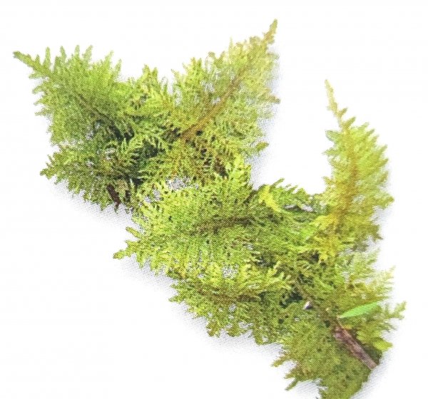 藓类植物有根茎叶吗