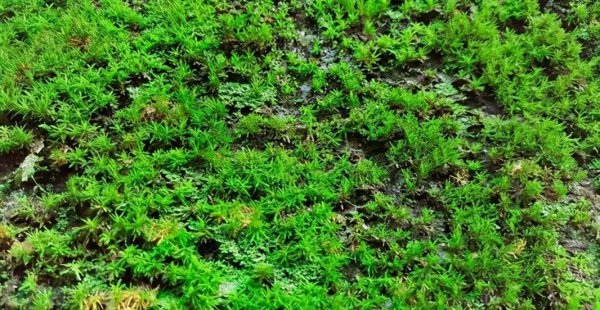 藓类植物有根茎叶吗