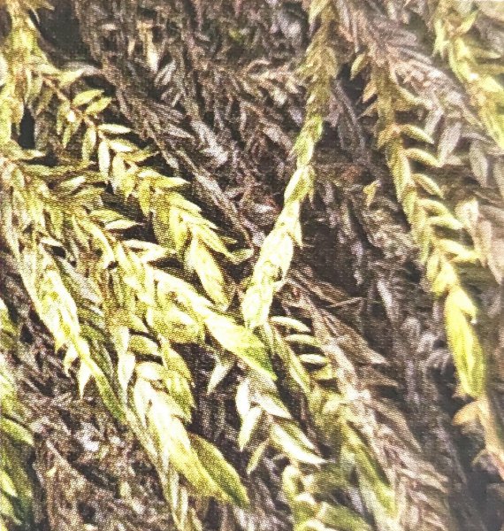 藓类植物有根茎叶吗