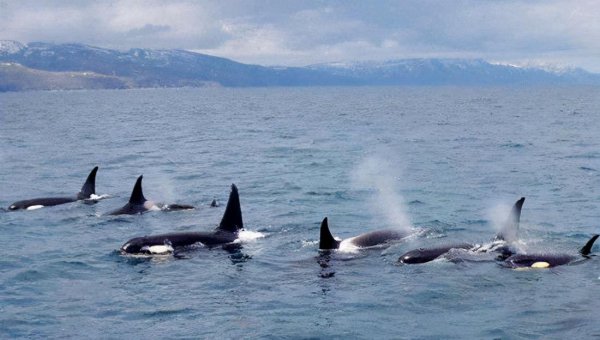 座头鲸和虎鲸的恩怨宿敌