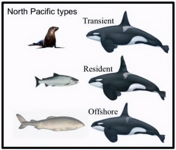 座头鲸和虎鲸的恩怨宿敌