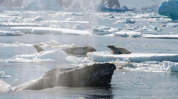 座头鲸和虎鲸的恩怨宿敌