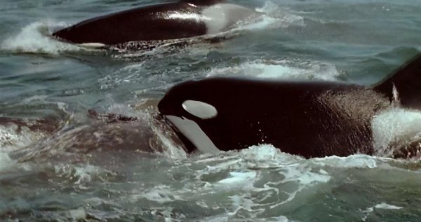 座头鲸和虎鲸的恩怨宿敌