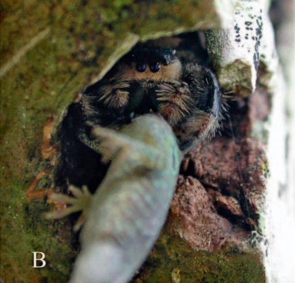 跳蛛为什么会盯着人看