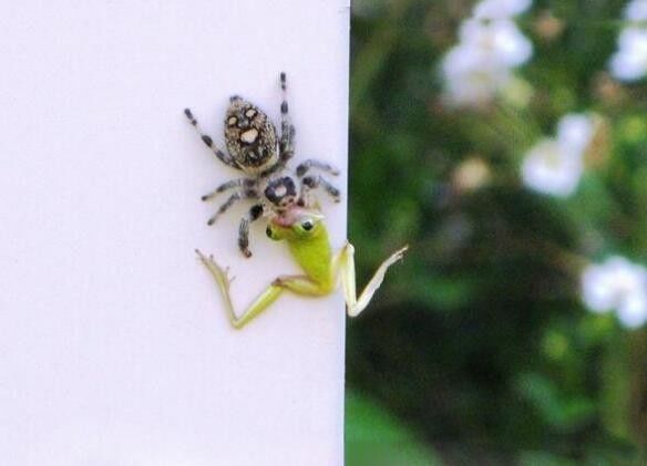 跳蛛为什么会盯着人看