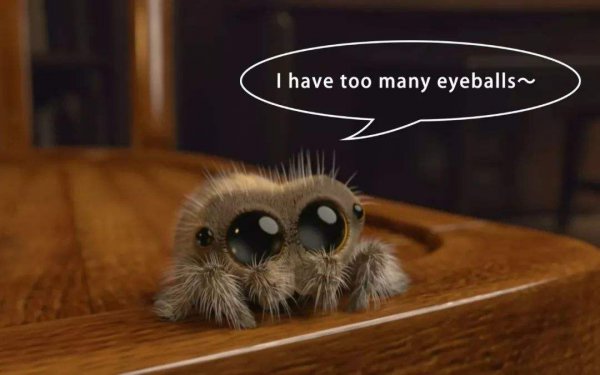 跳蛛为什么会盯着人看