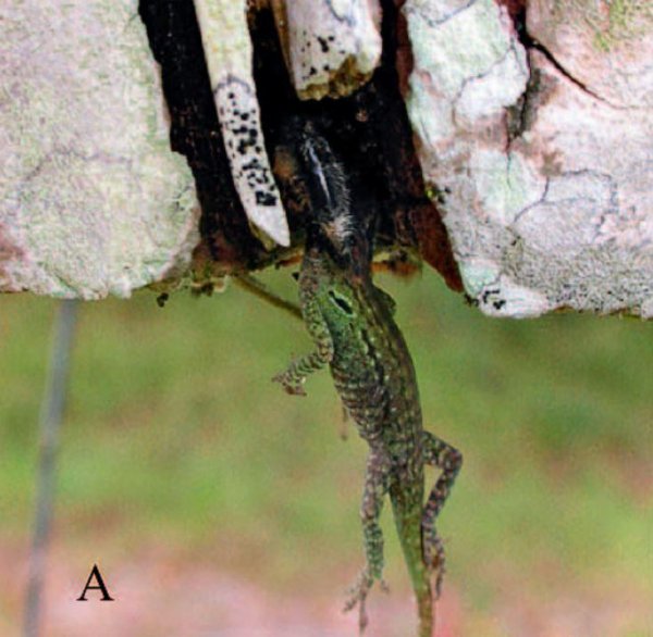 跳蛛为什么会盯着人看