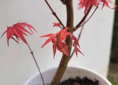 红枫是乔木还是灌木植物