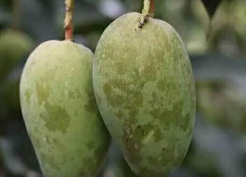 芒果病虫害防治技术与方法措施