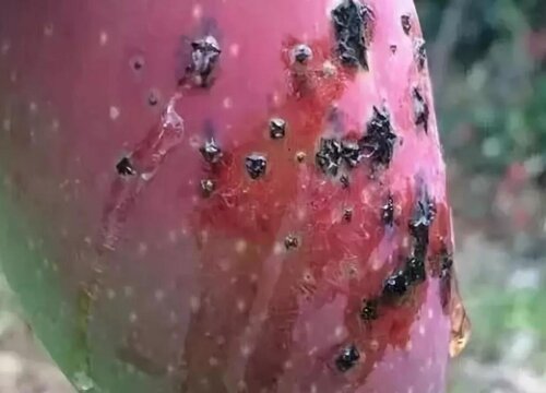 芒果病虫害防治技术与方法措施