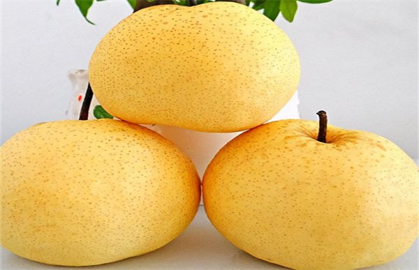 梨有哪些品种图片大全
