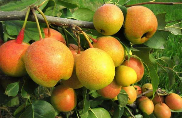 梨有哪些品种图片大全