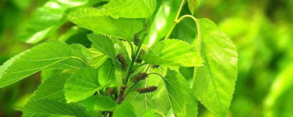 蚕怎样判断桑叶是否新鲜的