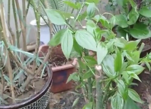 平安树能不能晒太阳