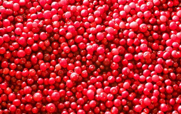 蔓越莓是什么水果图片