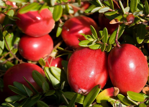 蔓越莓是什么水果图片