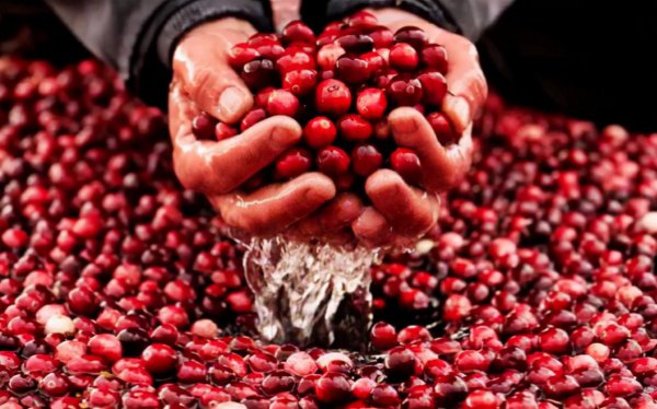 蔓越莓是什么水果图片