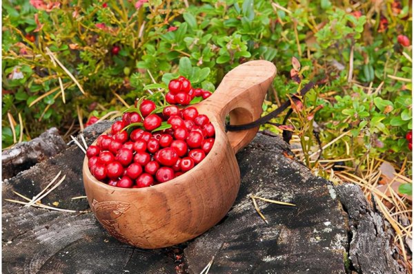 蔓越莓是什么水果图片