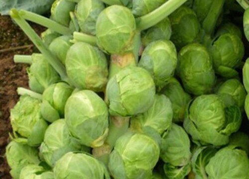 甘蓝亩产量多少斤