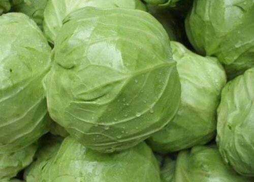 甘蓝亩产量多少斤