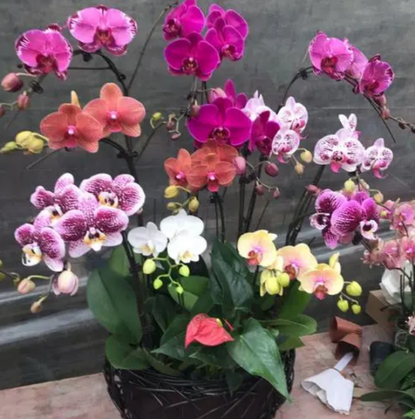 蝴蝶兰的寓意和象征意义