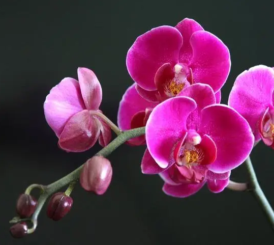 蝴蝶兰的寓意和象征意义