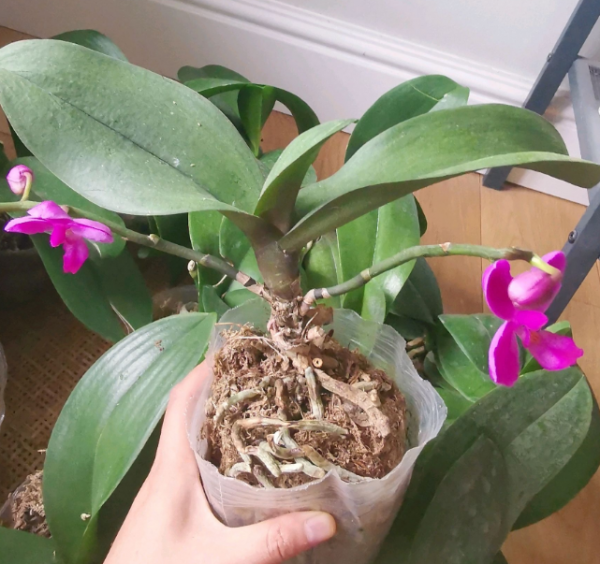 蝴蝶兰的寓意和象征意义