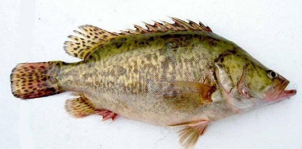 路亚能钓什么鱼