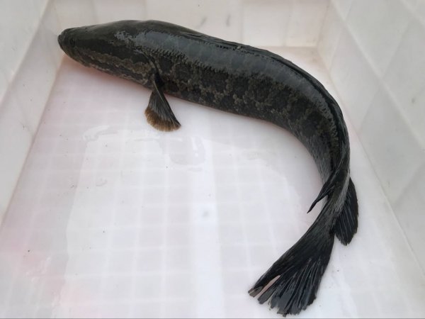 路亚能钓什么鱼