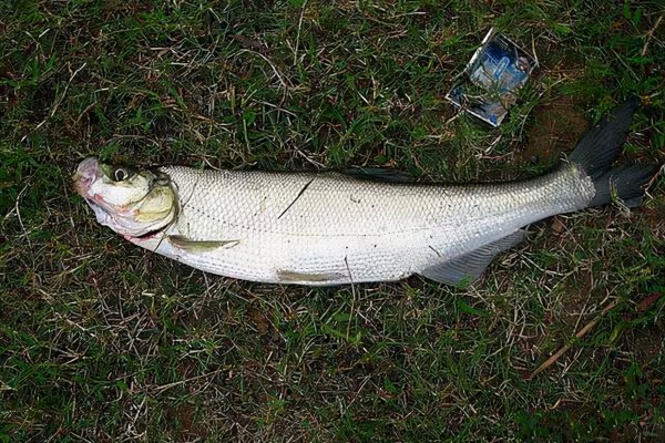 路亚能钓什么鱼