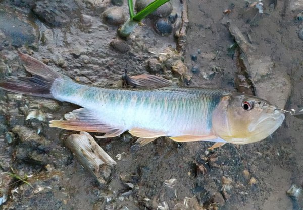 路亚能钓什么鱼