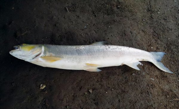 路亚能钓什么鱼