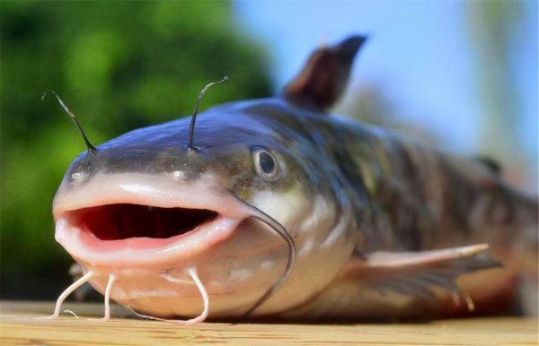 路亚能钓什么鱼