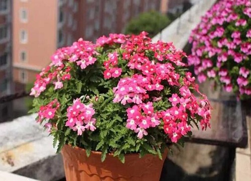 花期长耐热耐寒又好养的花卉