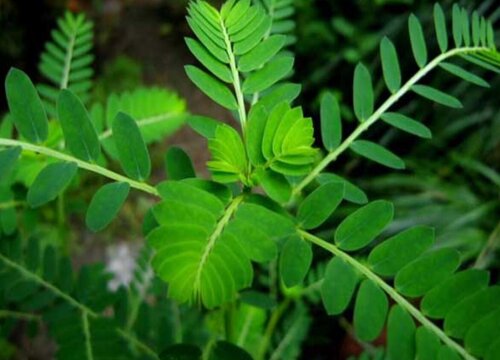 花期长耐热耐寒又好养的花卉