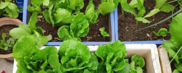 冬天怎么给小菜浇水