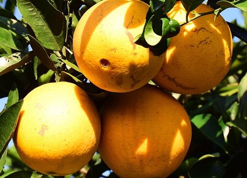 奉节脐橙什么时候成熟