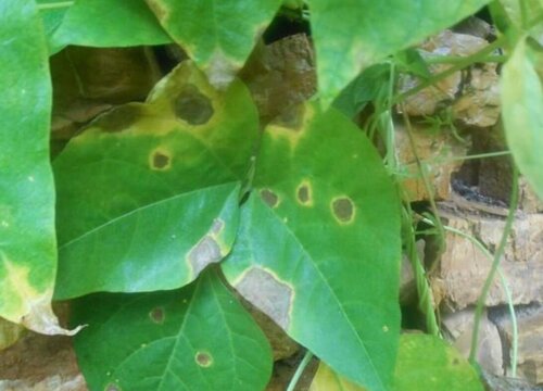 芸豆黄叶是什么原因