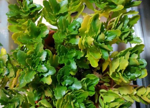 花卉严重缺水干枯如何拯救