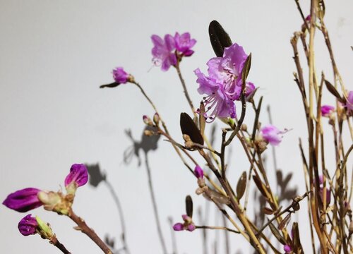 花卉严重缺水干枯如何拯救
