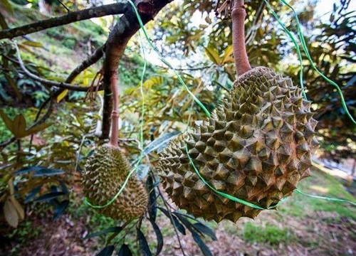 榴莲在什么地方生长图片