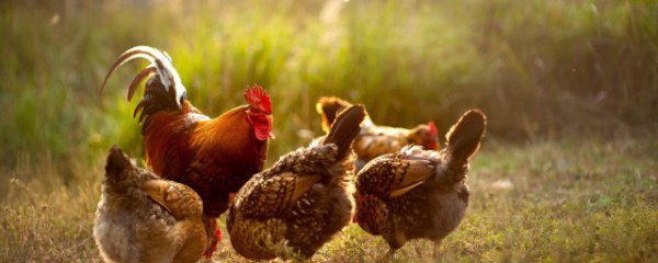 走地鸡挑选方法