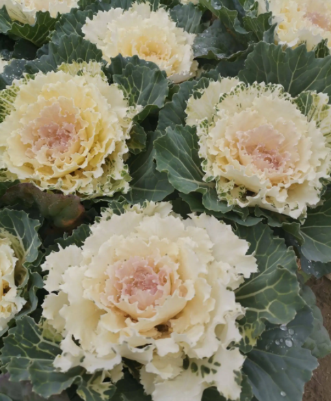 羽衣甘蓝中国叫什么