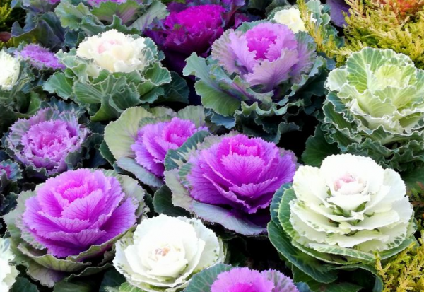 羽衣甘蓝中国叫什么