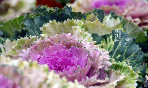 羽衣甘蓝中国叫什么